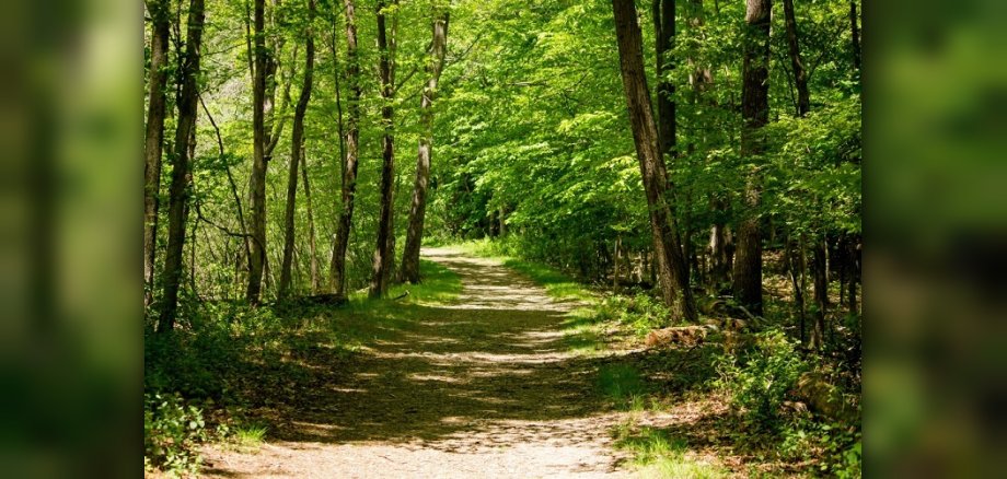 Blick in den Wald auf einen Waldweg gesäumt von verschiedenen grünen Laubbäumen.