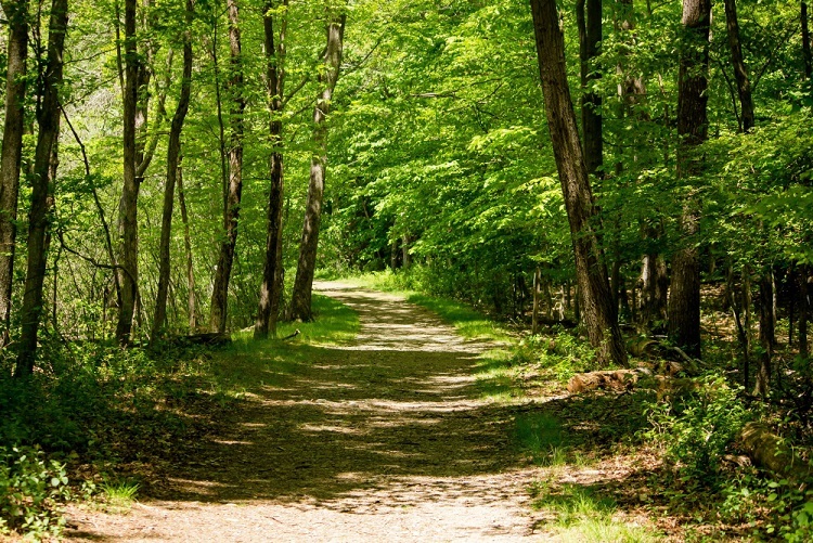 Blick in den Wald auf einen Waldweg gesäumt von verschiedenen grünen Laubbäumen.