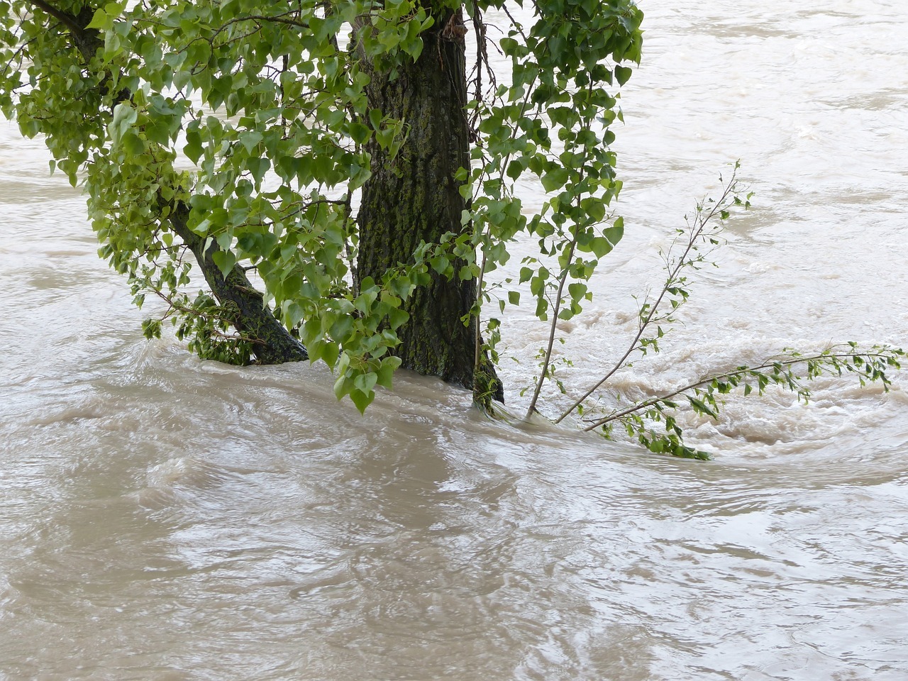 Baum der in Hochwasser steht