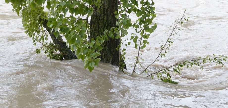 Baum der in Hochwasser steht