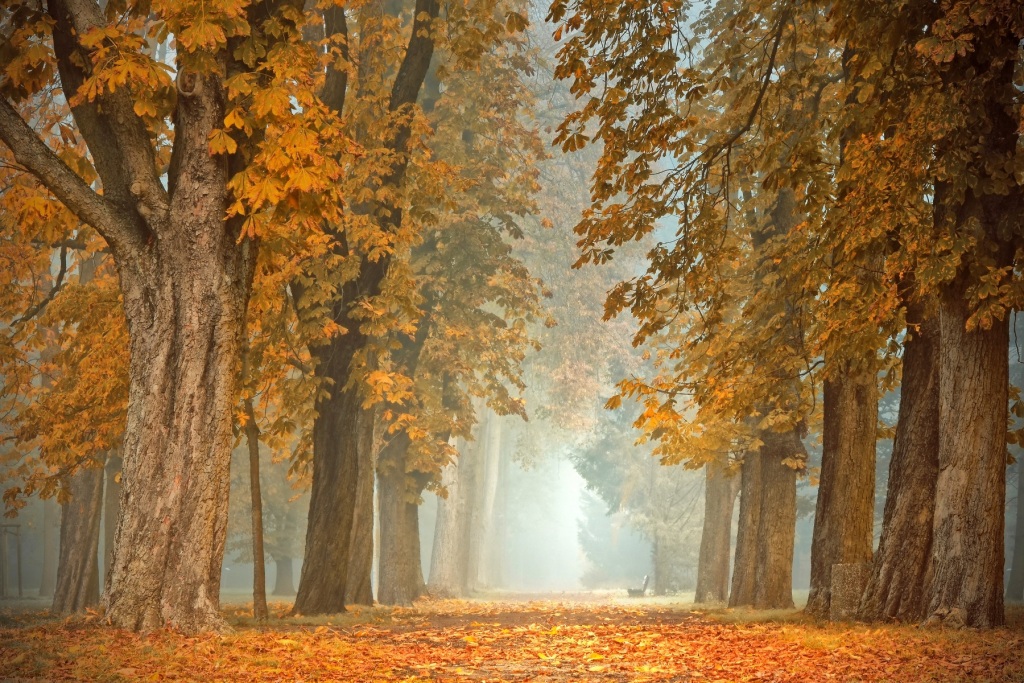 Blick auf einen Waldweg zwischen hohen Laubbäumen mit herbstlich verfärbten Blättern.