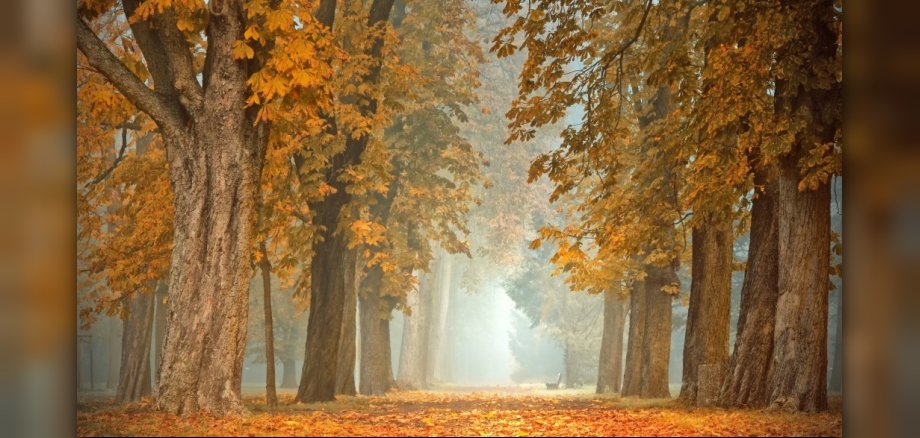 Blick auf einen Waldweg zwischen hohen Laubbäumen mit herbstlich verfärbten Blättern.